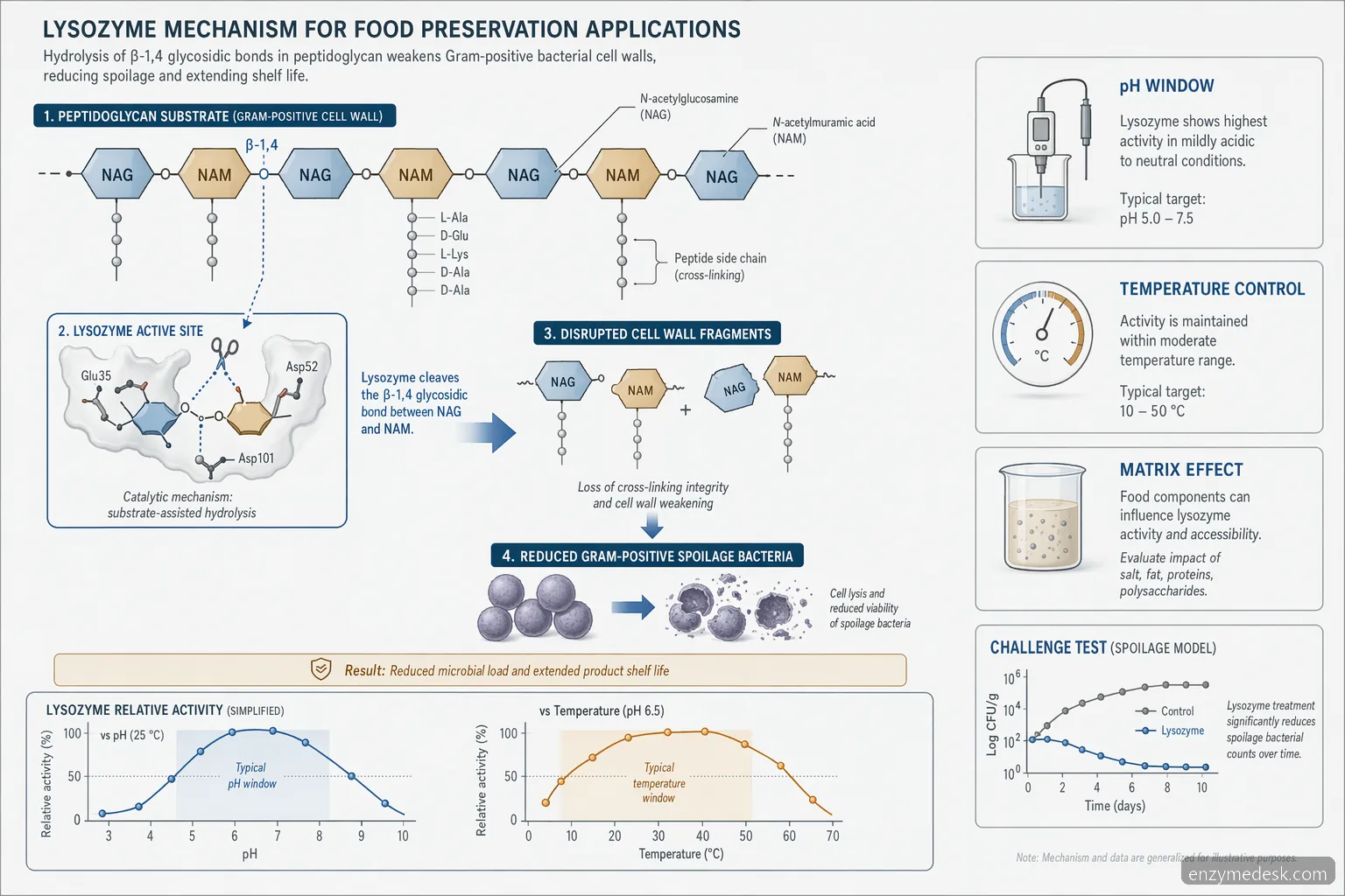 lysozyme for sale: food preservation mechanism showing peptidoglycan cleavage, pH-temperature window, and validation