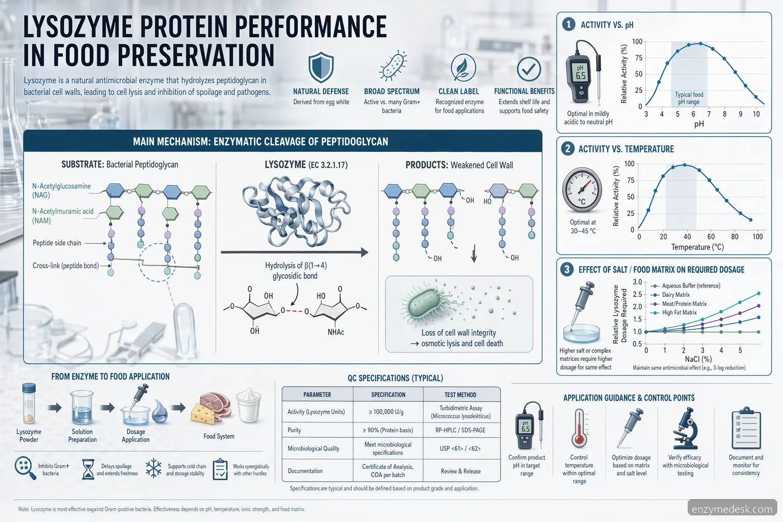 Lysozyme protein food preservation mechanism showing enzyme activity versus pH, heat, salt, and dosage